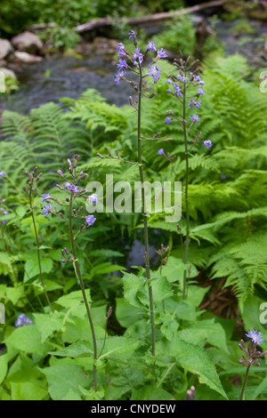 Le laiteron des montagnes, bleu-alpin le laiteron des champs (Cicerbita alpina, Lactuca alpina, Mulgedium alpinum), blooming, Allemagne Banque D'Images
