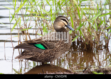 Pacific canard noir (Anas superciliosa), femme, l'Australie, Queensland Banque D'Images