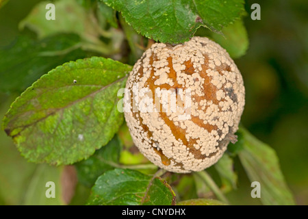 La moniliose (Monilia fructigena, Monilinia fructigena), encrassement apple, Allemagne Banque D'Images