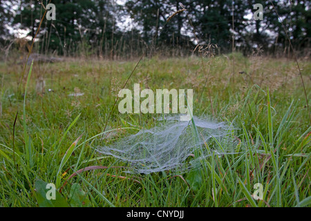 Fiche européenne-robot, araignée d'argent, feuille-web weaver, tissage de ligne ligne, araignée Linyphia triangularis (Weaver), net typique en forme de baldaquin dans un pré couvert de rosée du matin Banque D'Images