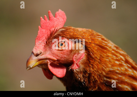 Les oiseaux domestiques (Gallus gallus f. domestica), portrait Banque D'Images