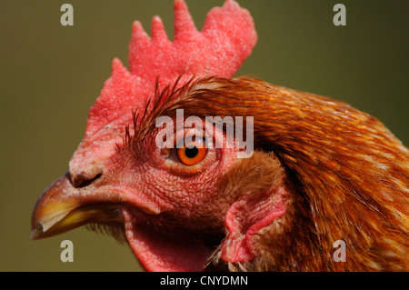 Les oiseaux domestiques (Gallus gallus f. domestica), portrait Banque D'Images