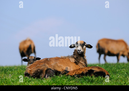 Le Cameroun, le Cameroun (Ovis ammon f. bélier), avec des agneaux Banque D'Images