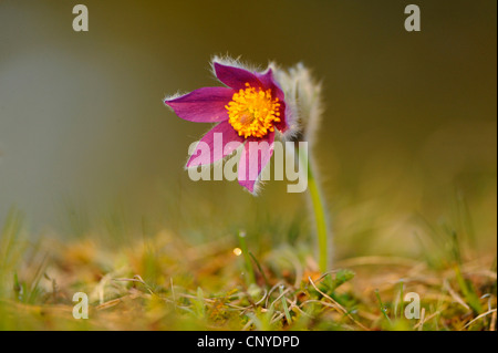 Anémone pulsatille (Pulsatilla vulgaris), la floraison, l'Allemagne, la Bavière Banque D'Images