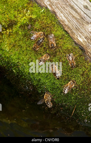 Ruche, l'abeille Apis mellifera mellifera (abeille), les abeilles du miel à l'eau potable moussus, Allemagne Banque D'Images