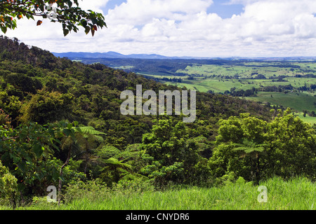 Collines de l'Atherton, l'Australie, Queensland, Atherton Banque D'Images