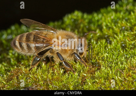 Abeille, ruche abeille (Apis mellifera mellifera), boire de la mousse humide, Allemagne Banque D'Images