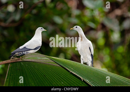 Grand Imperial Imperial Torresian pigeon, Pigeon (Ducula spilorrhoa), assis sur une feuille de palmier, de l'Australie, Queensland, Atherton Banque D'Images