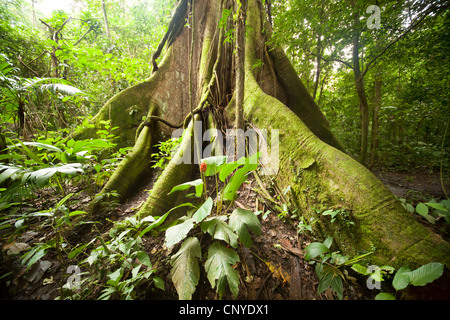 Racines d'un arbre géant dans la forêt tropicale du Parc National du Volcan Arenal près de La Fortuna, Costa Rica, Amérique Centrale Banque D'Images