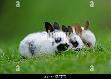 Lapin domestique (Oryctolagus cuniculus f. domestica), trois lapins colorés assis dans le pré Banque D'Images