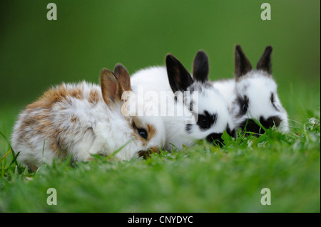 Lapin domestique (Oryctolagus cuniculus f. domestica), trois lapins colorés assis dans le pré Banque D'Images