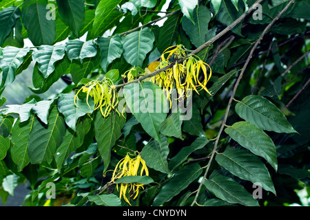 Ylang-ylang (Cananga odorata), Direction générale de la floraison, Madagascar Banque D'Images