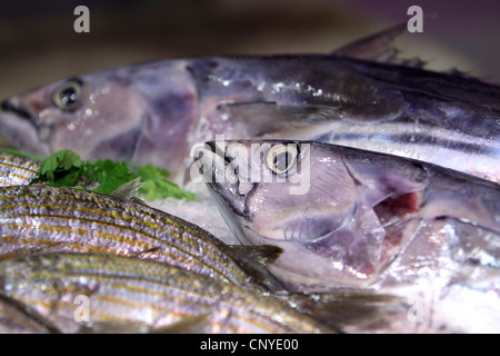 Le Listao Thon, bonite, bonites à ventre rayé (Katsuwonus pelamis, Euthynnus pelamis), du poisson fraîchement pêché sur la glace, Iles Canaries, Tenerife, Santa Cruz Banque D'Images