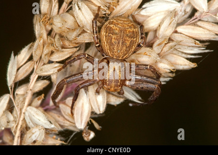 Araignée crabe (Xysticus cristatus), assis sur blossom Banque D'Images