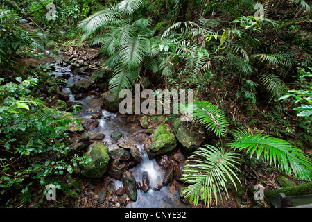 Creek dans rainforest, Australie, Queensland, parc national de Daintree Banque D'Images