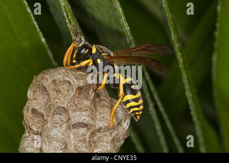 Guêpe Polistes gallicus (papier, Polistes omissa, Polistes foederatus), de travail , Italie, Sicile Banque D'Images