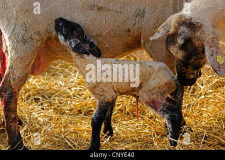 Suffolk (Ovis ammon. f) bélier agneau nouveau-né, à la recherche de la mamelle Banque D'Images