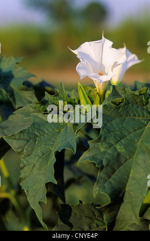 Stramonium, la stramoine, thornapple, stramoine (Datura stramonium), blooming, Allemagne Banque D'Images
