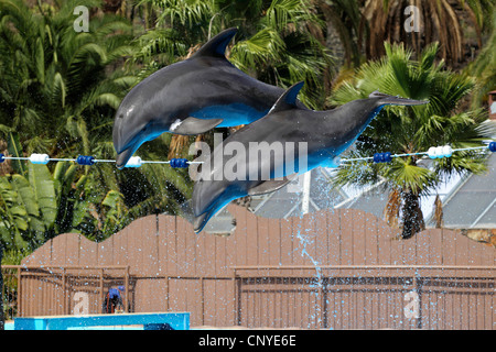 Nez de bouteille, Dolphin bottlenosed dolphin, à nez de bouteille commun dauphin (Tursiops truncatus), deux animaux de manière synchrone sautant au dessus d'un bar dans un salon dans un delphinarium Banque D'Images