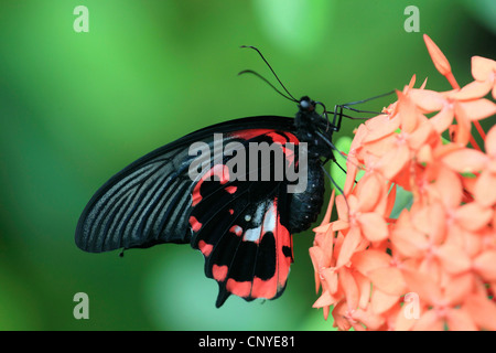 (Papilio rumanzovia mormon écarlate), assis à l'établissement Aroma Banque D'Images