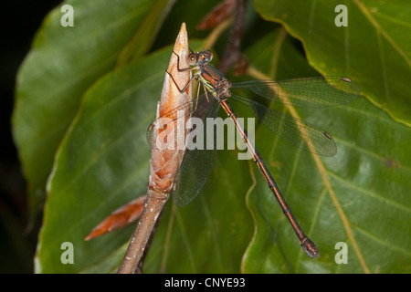 Mererald willow (demoiselle Lestes viridis, Chalcolestes viridis), femme assise sur un bourgeon de hêtre, Allemagne Banque D'Images
