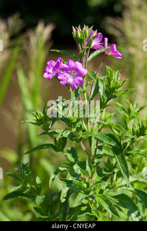 Fiddle-herbe, grand willow-herb (Epilobium hirsutum), blooming, Allemagne Banque D'Images