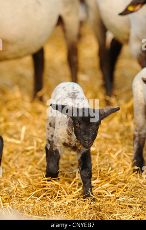 Suffolk (Ovis ammon f.) bélier, agneau de moutons Suffolk Banque D'Images