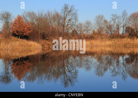 Paysage dans le Vieux Rhin sur une journée d'hiver ensoleillée, Allemagne Banque D'Images