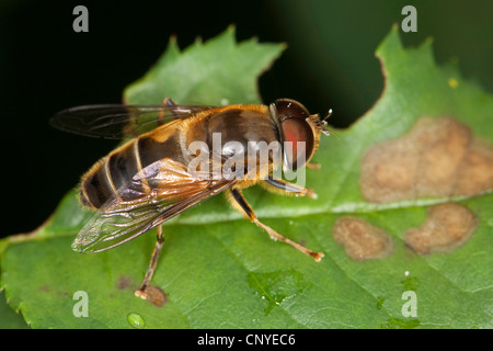 Drone coniques conique, fly-fly drone (Eristalis pertinax), assis sur une feuille Banque D'Images