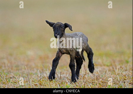 Suffolk (Ovis ammon aries. f), l'agneau s'exécutant dans un champ Banque D'Images