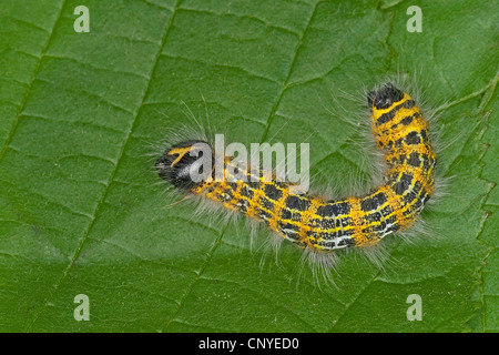 Buff-tip (Phalera bucephala), Caterpillar sur une feuille Banque D'Images