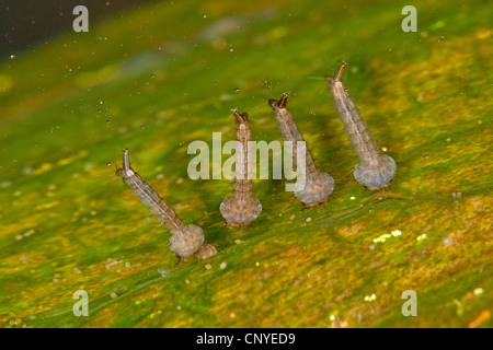 Chambre moustique, maison commune du nord, moustiques, gnat commune chambre gnat, maison commune à moustiques (Culex pipiens), larves avec tube respiratoire à la surface de l'eau Banque D'Images