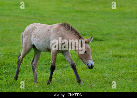 Le cheval de Przewalski (Equus) przewalski, poulain dans un pré Banque D'Images