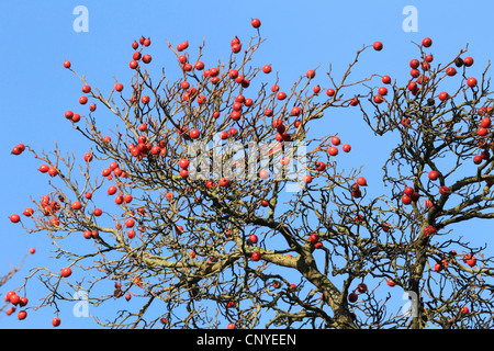 Aubépine, épine blanche, aubépines (Crataegus spec.), la fructification, Allemagne Banque D'Images