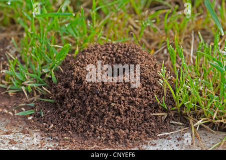 Harvester ant (Messor spec.), nid de fourmis dans l'herbe Banque D'Images