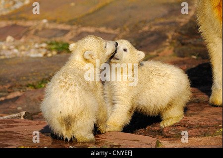 L'ours polaire (Ursus maritimus), pups playing Banque D'Images