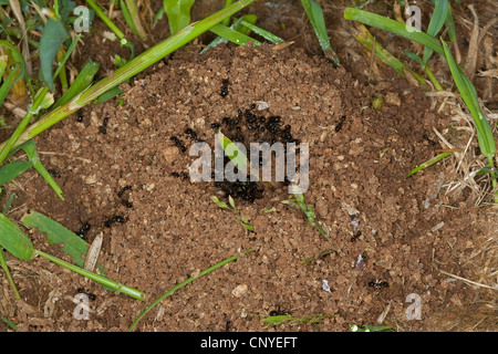 Harvester ant (Messor spec.), nid de fourmis dans l'herbe Banque D'Images