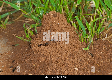 Harvester ant (Messor spec.), nid de fourmis dans l'herbe Banque D'Images