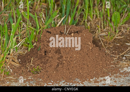 Harvester ant (Messor spec.), nid de fourmis dans l'herbe Banque D'Images