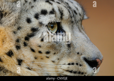 Léopard des neiges (Uncia uncia, Panthera uncia), portrait Banque D'Images