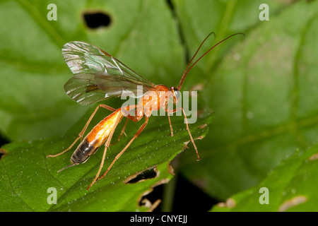 Chenille orange hyménoptère (Netelia spec.), assis sur une feuille Banque D'Images