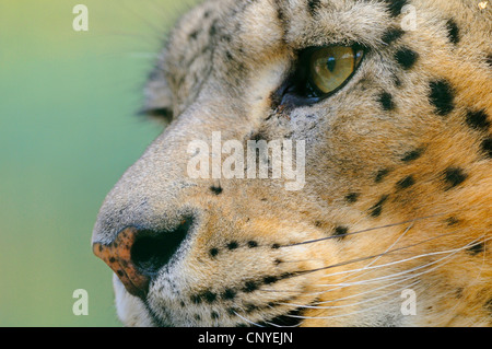 Léopard des neiges (Uncia uncia, Panthera uncia), portrait Banque D'Images