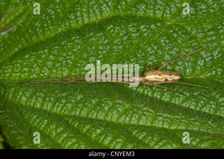 Une araignée plate, long-orb weaver plate (Tetragnatha montana), assis sur une feuille Banque D'Images