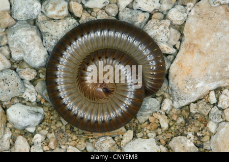 Mille-pattes, millepede, mille-unijambiste (Pachyiulus varius), couché sur le sol de gravier, Italie, Sicile Banque D'Images