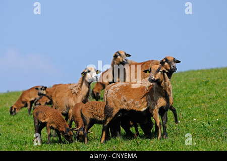 Le Cameroun, le Cameroun (Ovis ammon aries. f), Cameroun sheps et agneaux sur un pâturage Banque D'Images
