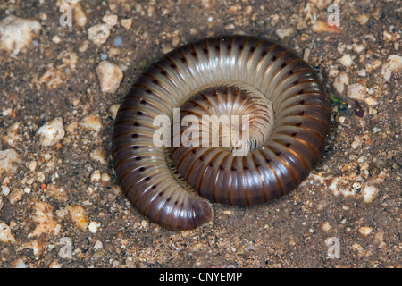 Mille-pattes, millepede, mille-unijambiste (Pachyiulus varius), couché sur le sol pierreux, Italie, Sicile au sol Banque D'Images