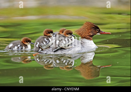 Harle bièvre (Mergus merganser), avec les poussins à l'arrière, l'Allemagne, la Bavière Banque D'Images