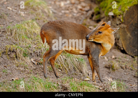 Muntjac chinois, préfet, muntjac (Muntiacus reevesi deer Barking) Banque D'Images