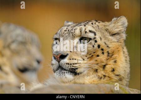 Léopard des neiges (Uncia uncia, Panthera uncia), portrait Banque D'Images