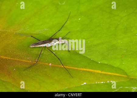 La patineuse de l'étang de l'eau, étang, strider (Gerris spec.), assis sur une feuille Banque D'Images